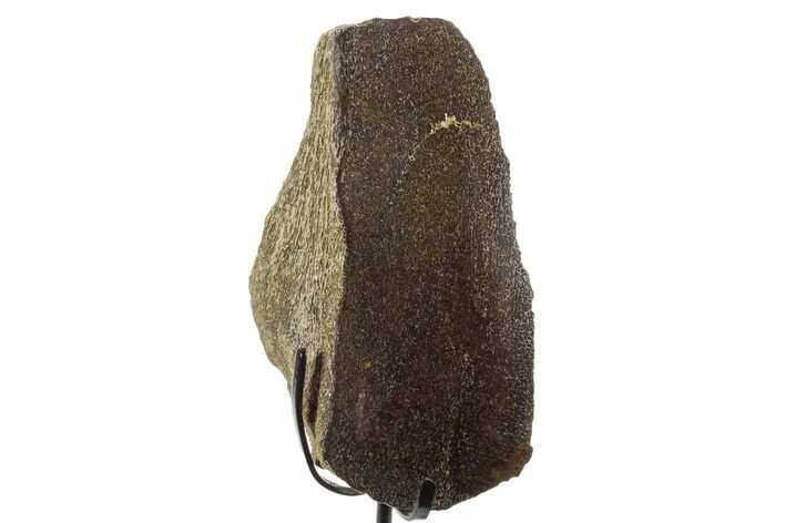 Fossil Dinosaur Bone Section w/ Metal Stand - Texas #377867